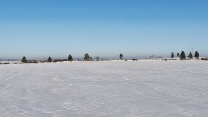 Jęczmień ozimy LG Veronika i Padura - 14.02.2021