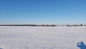 Jęczmień ozimy LG Veronika i Padura - 14.02.2021