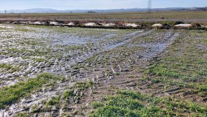 Jęczmień ozimy Padura 20.02.2021