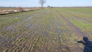 Jęczmień ozimy Padura 20.02.2021