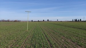 Jęczmień ozimy Padura 20.02.2021