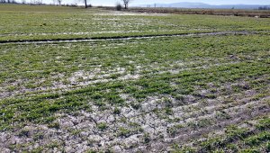 Jęczmień ozimy Padura 20.02.2021