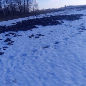 łąka po wizycie dzików 