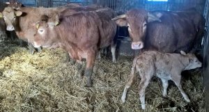 Pierwiastka & cielak 