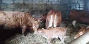 Pierwiastki & cielaki