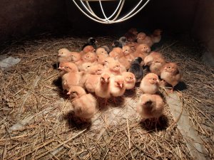 Pisklęta dominant red barred d 159