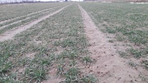 Pszenica Bosporus 28.02.2021