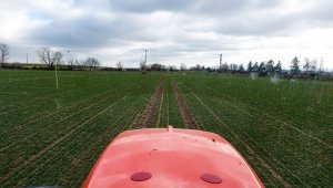 pszenica LG jutta 27.02.2021