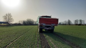 pszenica LG jutta sezon start