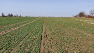 Pszenica ozima 25.02 - siew tradycyjny i siew rzutowy