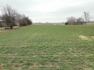 Pszenica ozima Hondia