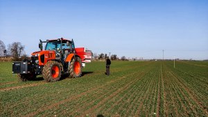 Pszenica ozima RGT Metronom - siejemy siarczan magnezu - 25.02.2021