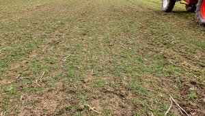 Pszenica RGT Provision - 27.02.2021