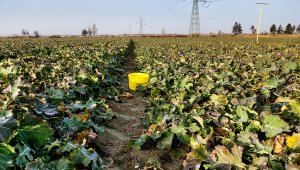 Rzepak ozimy LG Architekt - 25.02.2021