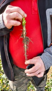 Rzepak ozimy LG Architekt - 25.02.2021