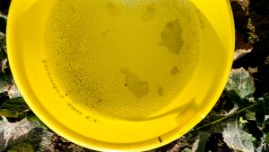 Rzepak ozimy LG Architekt - 25.02.2021