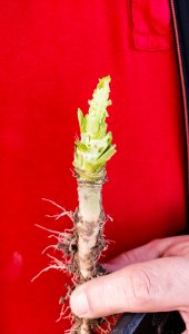 Rzepak ozimy LG Architekt - 25.02.2021