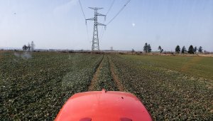 Rzepak ozimy LG Architekt - 25.02.2021