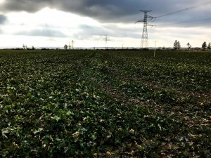 Rzepak ozimy LG Architekt - 27.02.2021