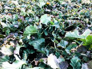 Rzepak ozimy LG Architekt - 27.02.2021