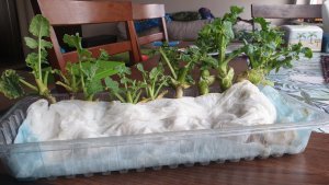 Test kondycji rzepaku 