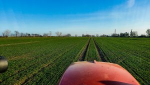 Pszenica ozima LG Jutta 02.03,2021