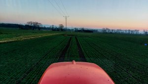 Pszenica ozima Hondia 02.03,2021