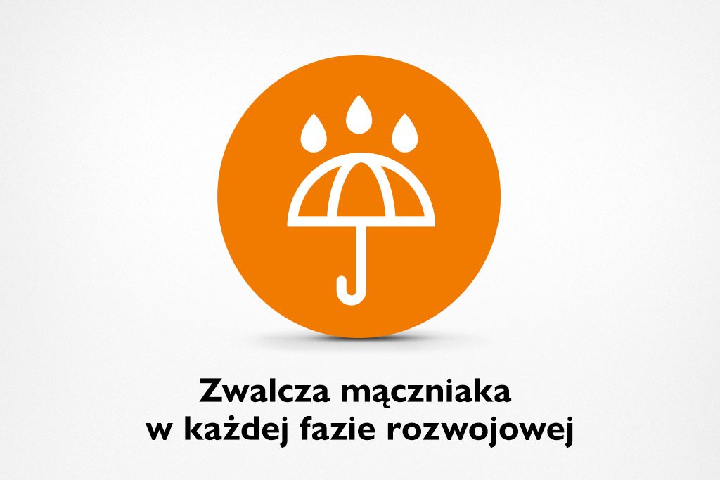 Jaki fungicyd na mączniaka prawdziwego zbóż wybrać?