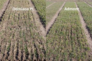 Admont VS Inna odmiana