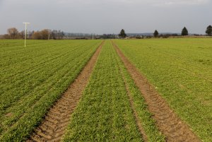 Jęczmień ozimy LG Veronika i Padura 26.03.2021