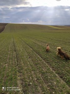 Pszenica ozima Bohemia