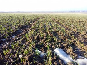 Pszenica ozima Delawar