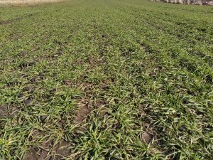 Pszenica Ozima Rotax