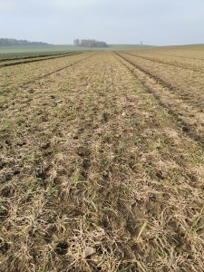 Pszenżyto Porto - wyprzenie