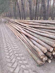 Żerdzie sosnowe na budowę tunelu