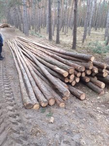 Żerdzie sosnowe na budowę tunelu