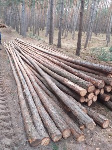 Żerdzie sosnowe na budowę tunelu