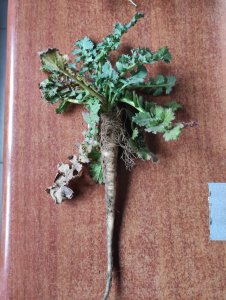 Chwast do rozpoznania