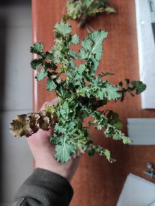 Chwast do rozpoznania