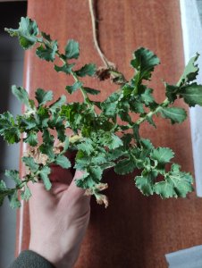 Chwast do rozpoznania