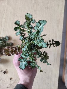 Chwast do rozpoznania