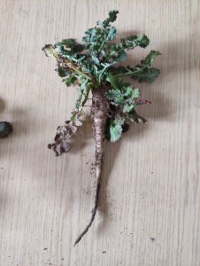 Chwast do rozpoznania