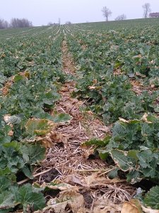 Dominator w technologii ST