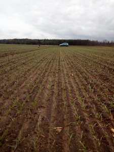 Jęczmień jary. Porównanie odmian.