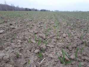 Jęczmień jary Etoile 