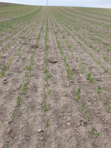 Jęczmien jary vermont