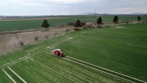 Jęczmień ozimy 10.04.2021