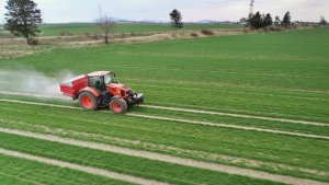 Jęczmień ozimy 10.04.2021