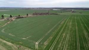 Jęczmień ozimy 10.04.2021