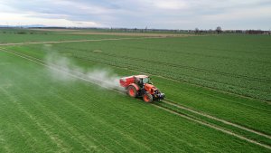 Jęczmień ozimy 10.04.2021